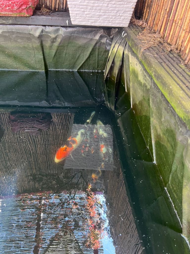 Japanese Koi Carp