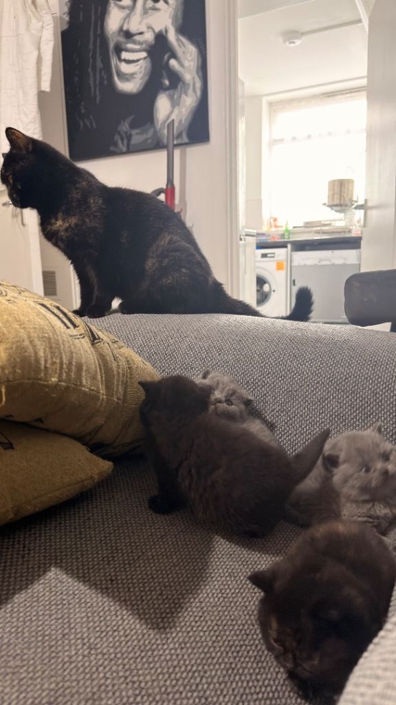 🐾 **Beautiful British Shorthair Kittens