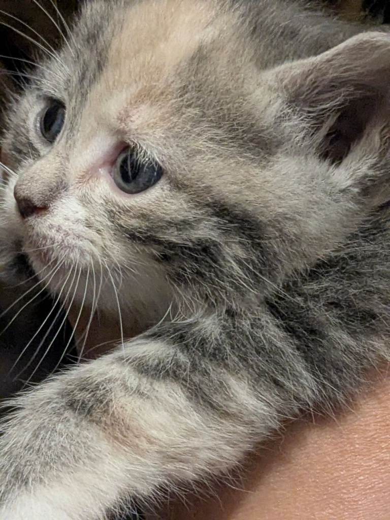 Kittens male and female blue Russian ragdoll for sale