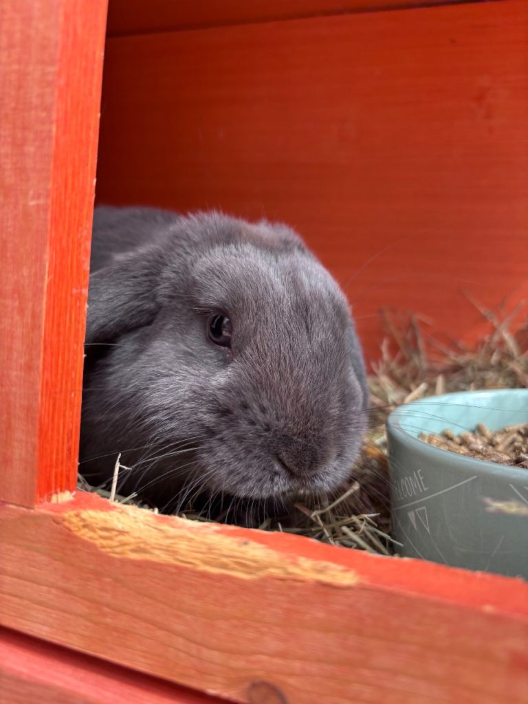 rabbit for sale 