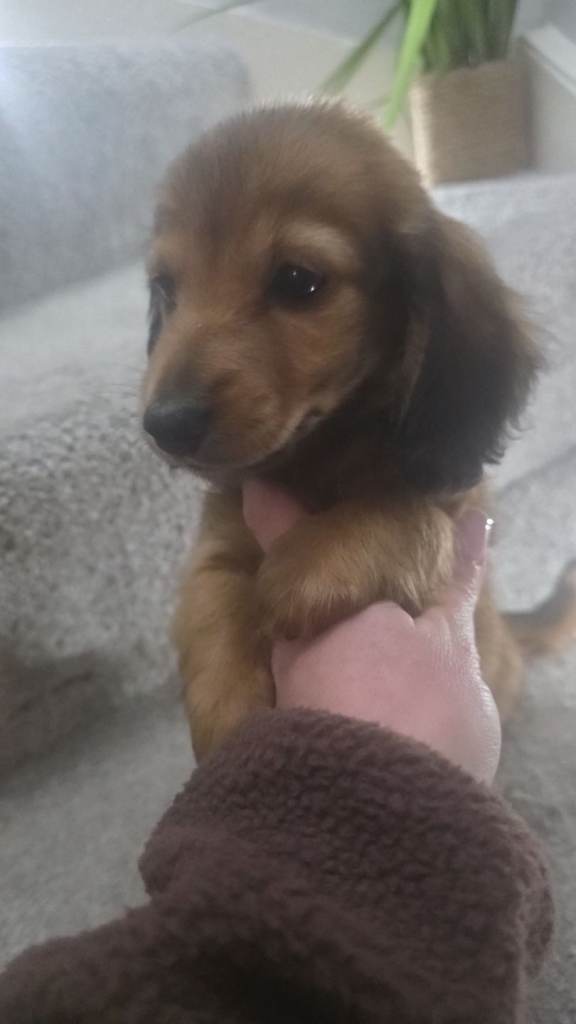 Long hair miniature dachshund kc