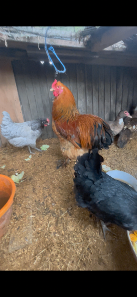 Brahma rooster & Muscovy ducks – healthy – Stanmore