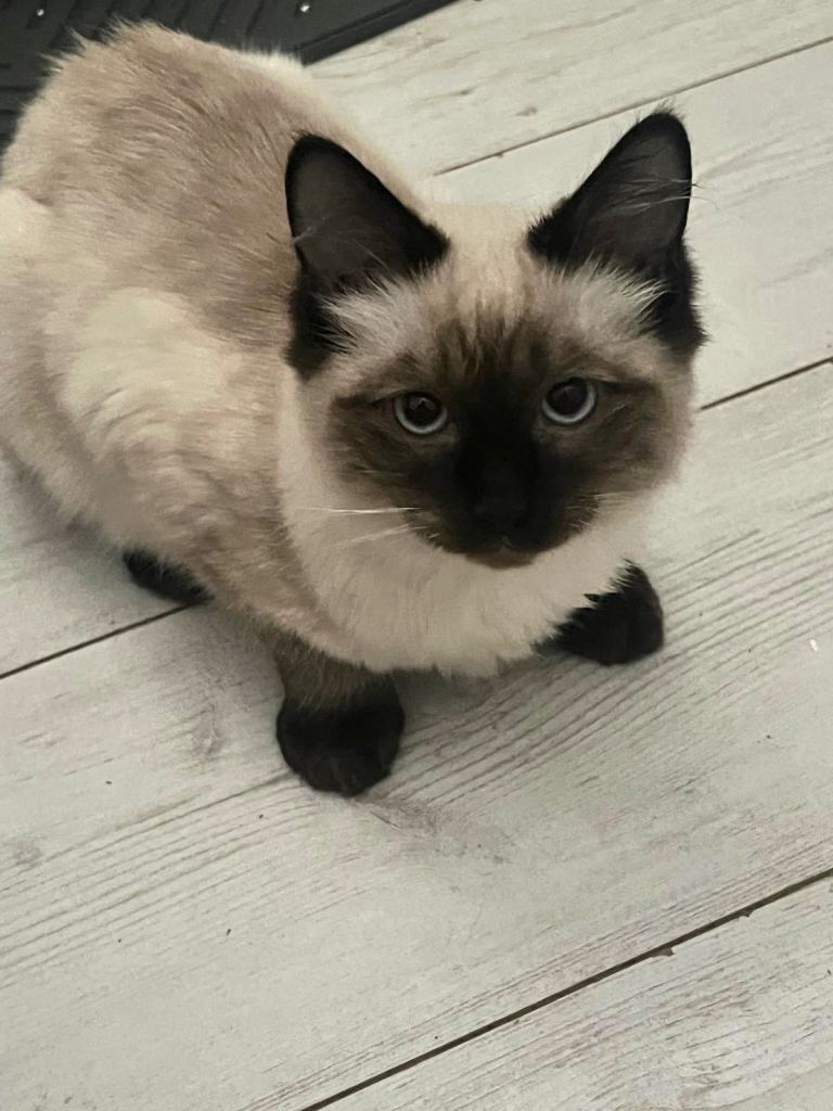 Beautiful Seal point ragdoll kitten girl 5 months