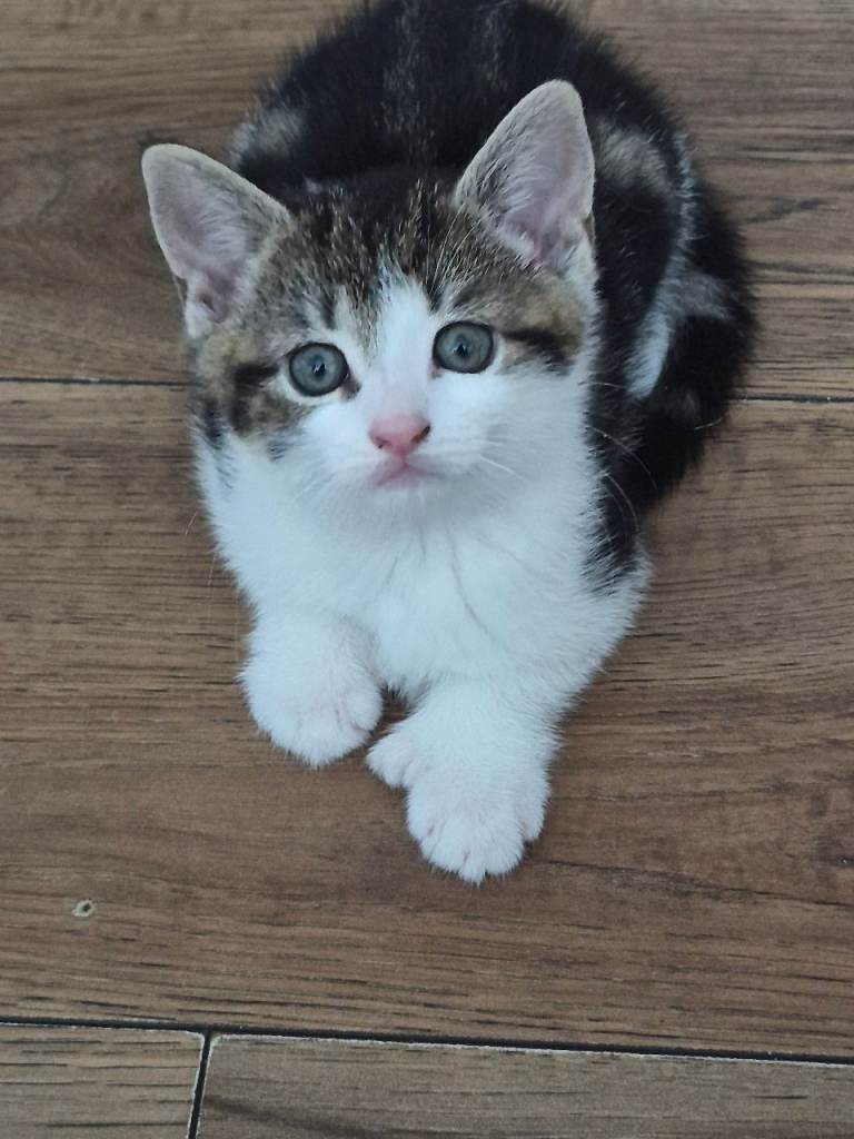 Kitten girl