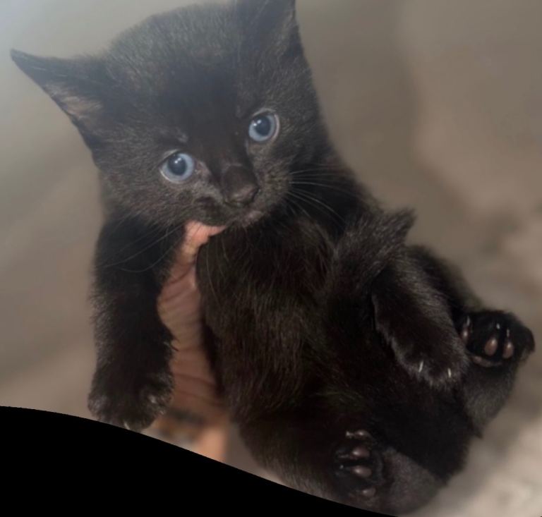 Ragdoll cross kitten