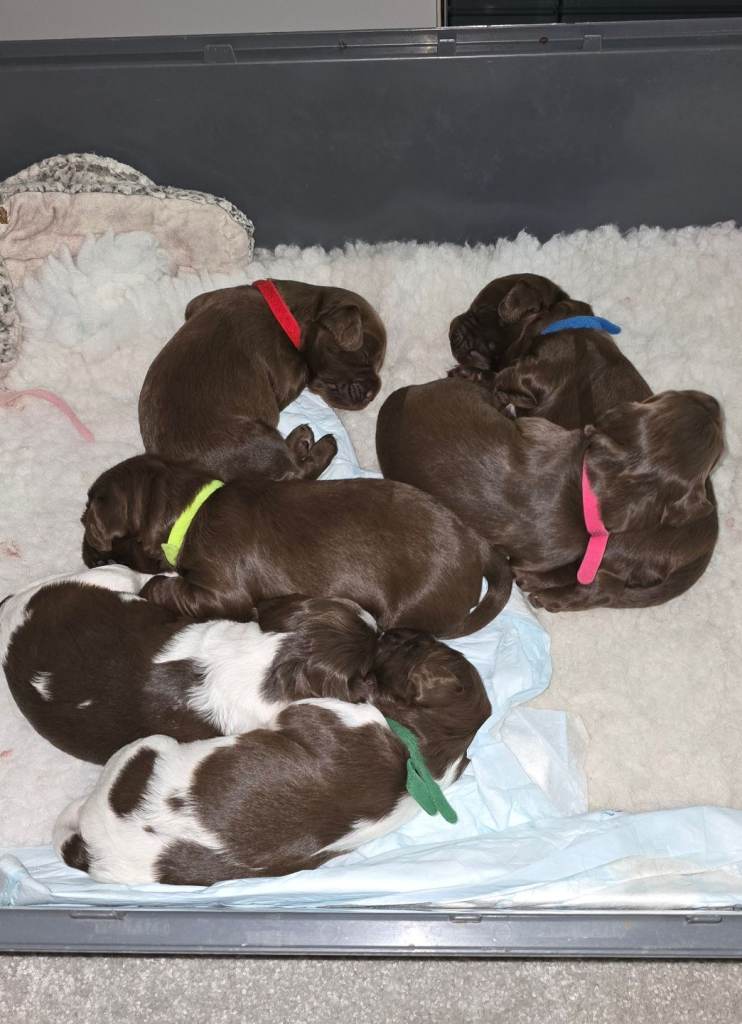 Sprocker puppies for sale