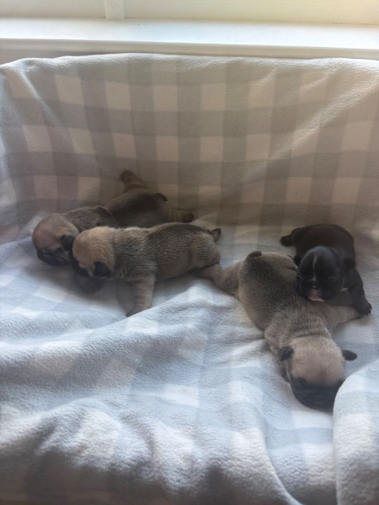 French Bulldog Pups