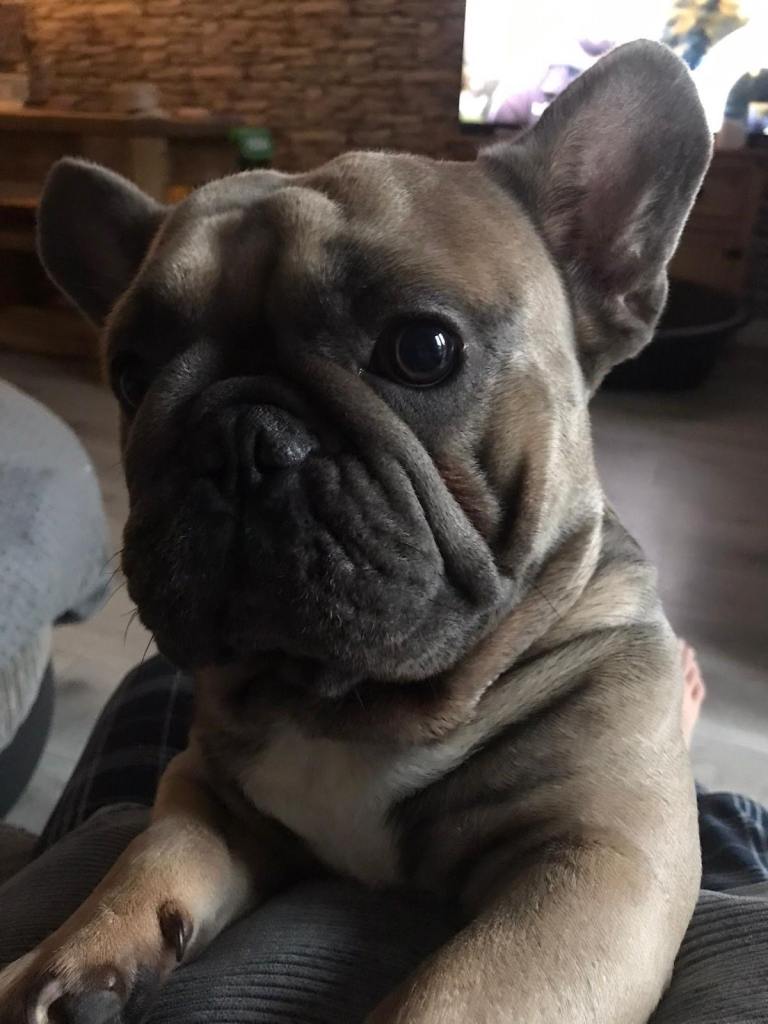 French bulldog boy 