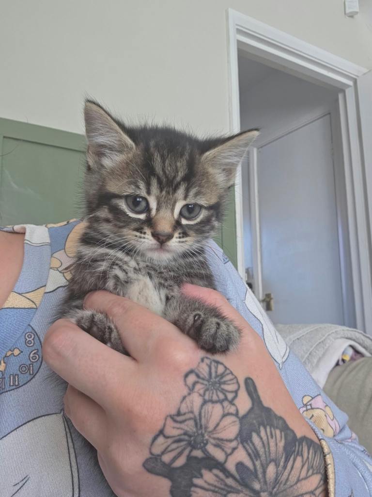 X4 kittens 