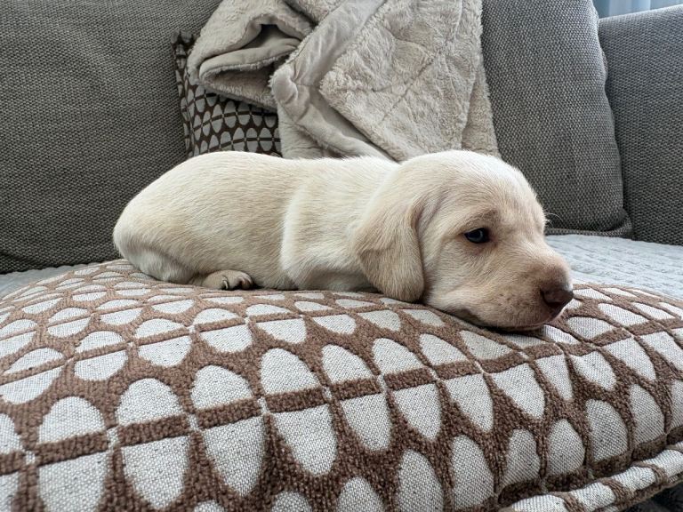 Cream KC miniature dachshunds 