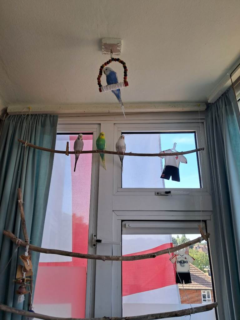 Budgies(×4) +Large cage