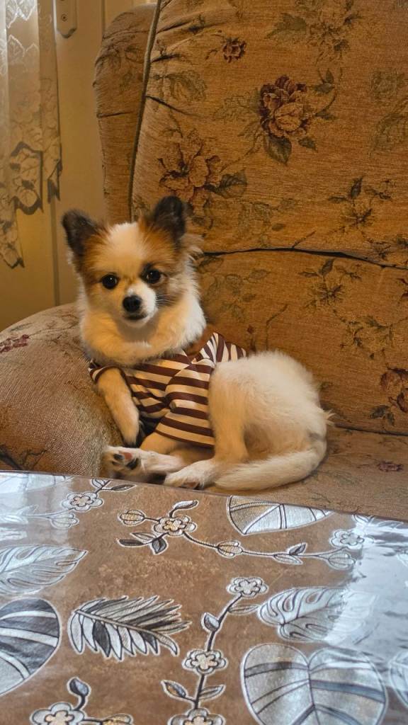 Chihuahua long coat for sale
