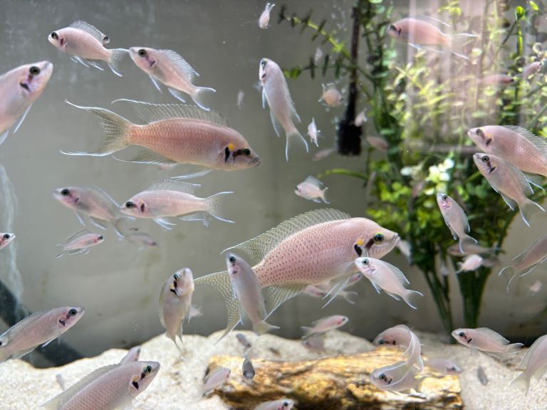 Fairy cichlids (bricardi tanganikya) 