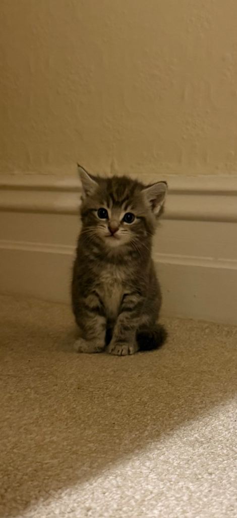 Kittens for rehoming 