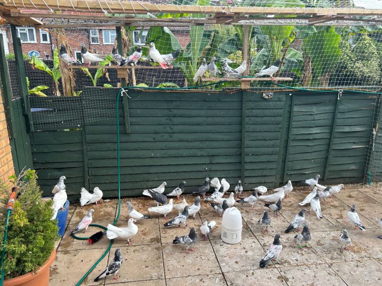 I have Pakistani high flyer Pigeon Starting from 15£