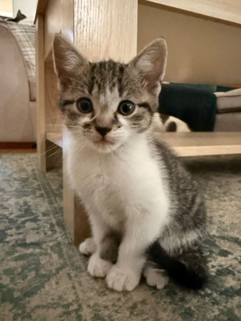 8 Week Old Kittens