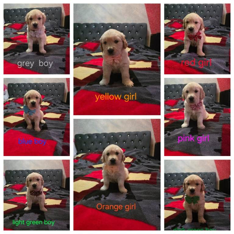 Lovely Golden Retriever puppies 