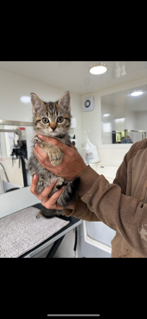 Beautiful female kittens