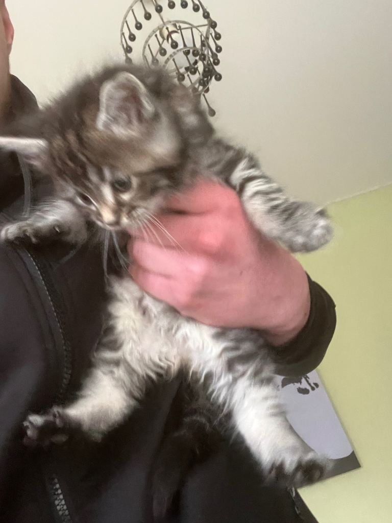 Maine coon x Ragdoll breed kittens for sale