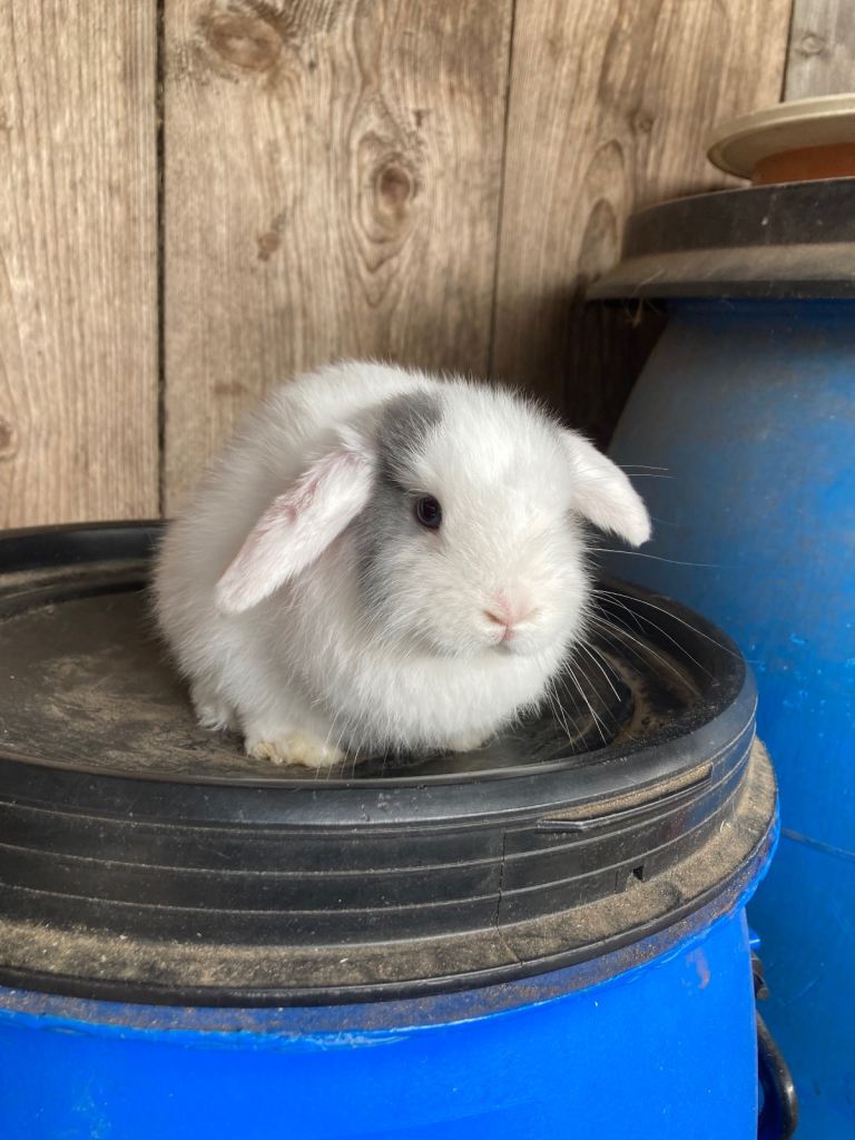 Purebred mini lops 