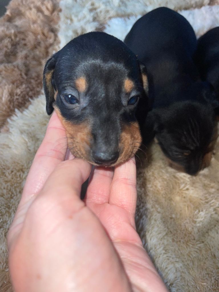 Mini dachshund 
