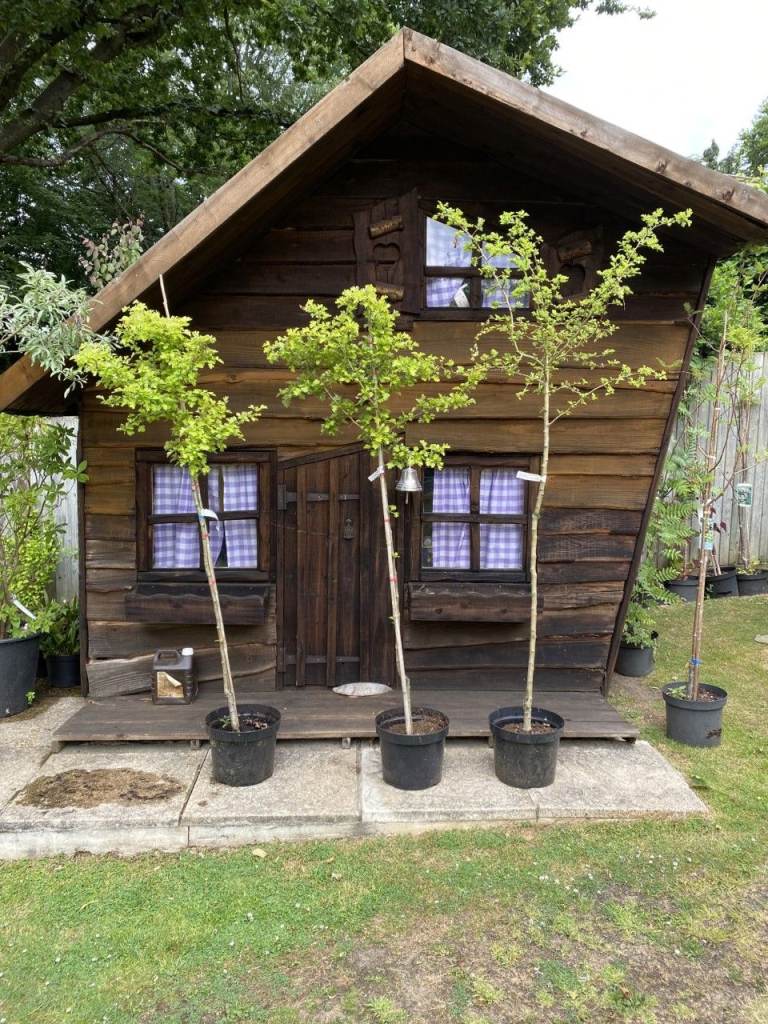 Pinky/Red Hawthorn Tree | Crataegus laevigata 'Paul's Scarlet'