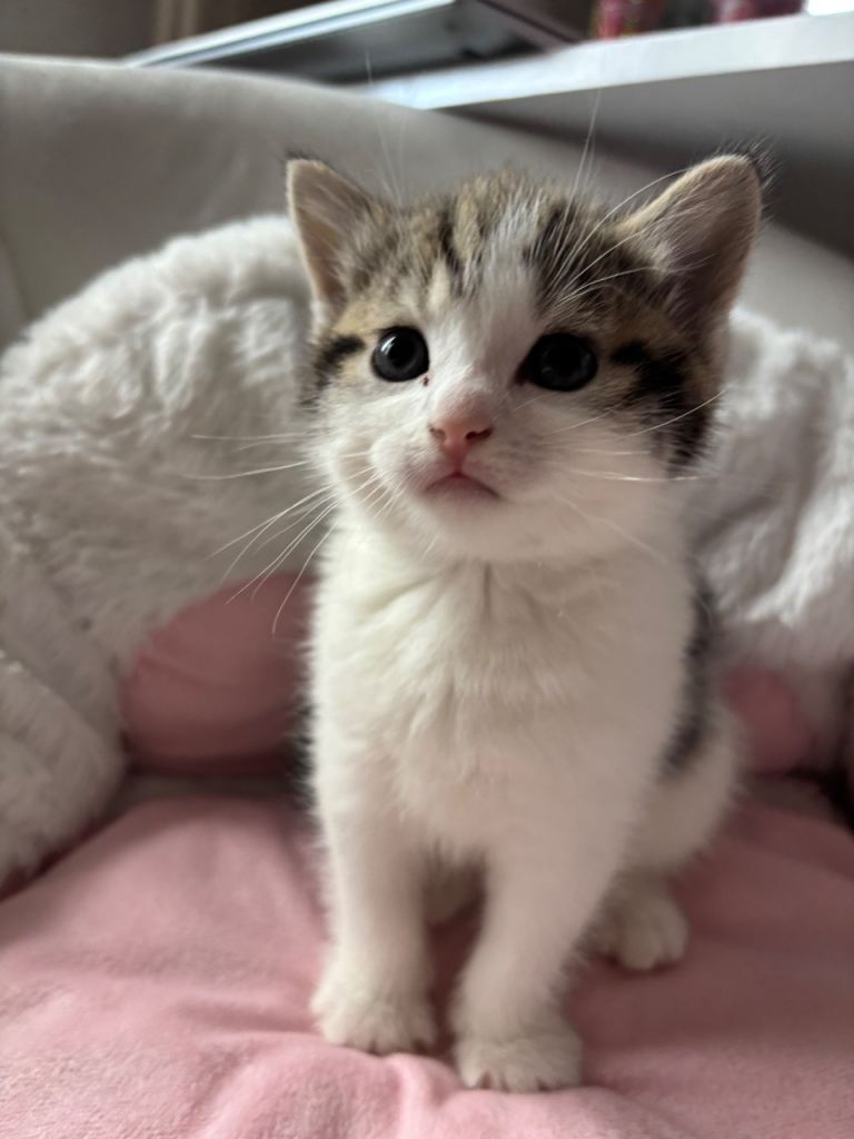 Kitten for Sale