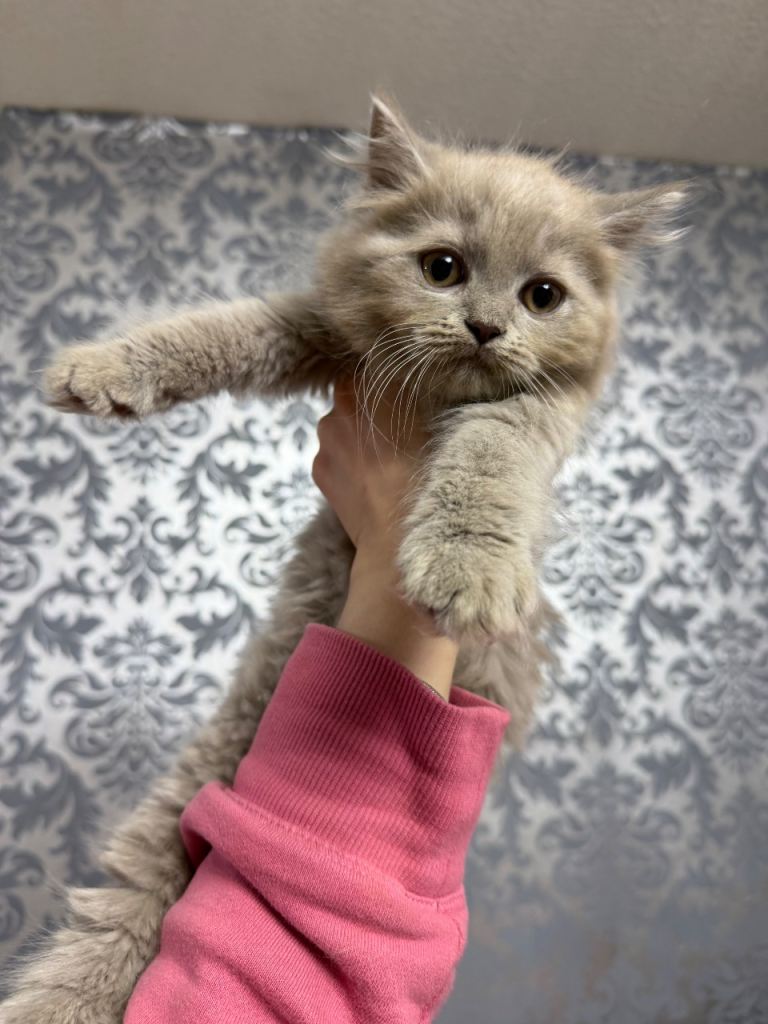 British long hair & British short hair 