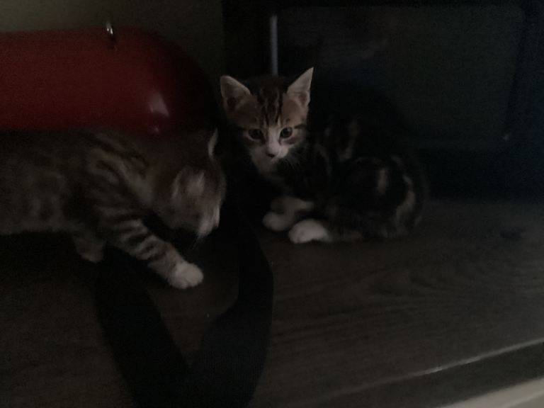 Kittens -bengal crosses 