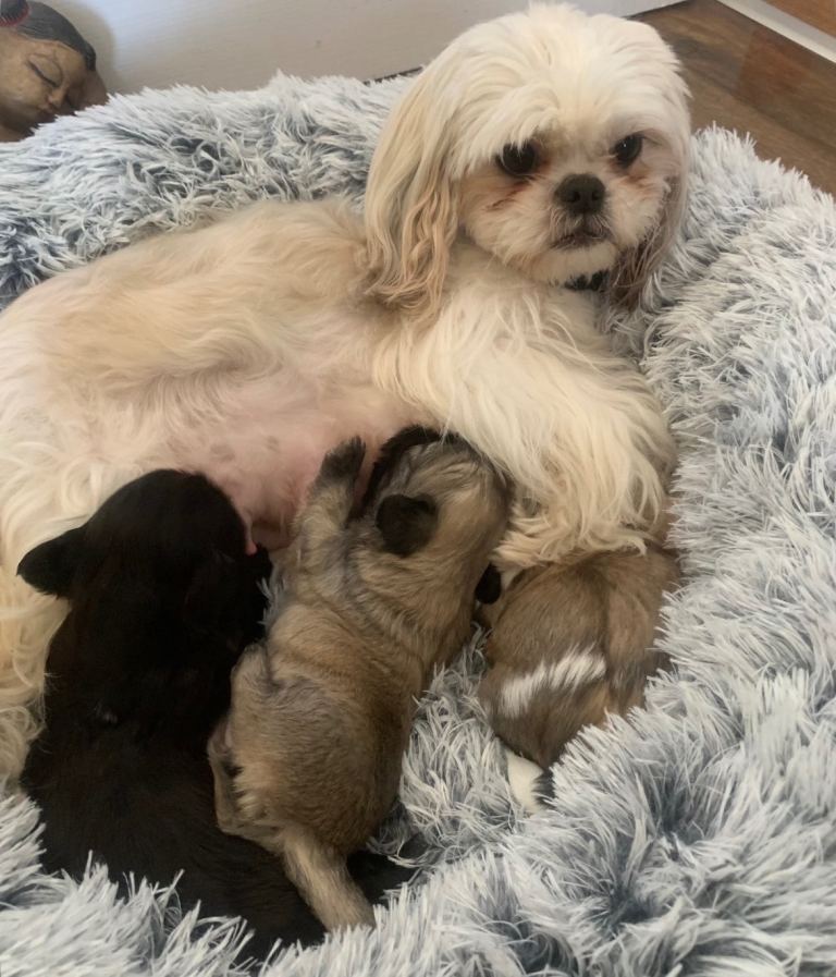 Shin tzu puppies