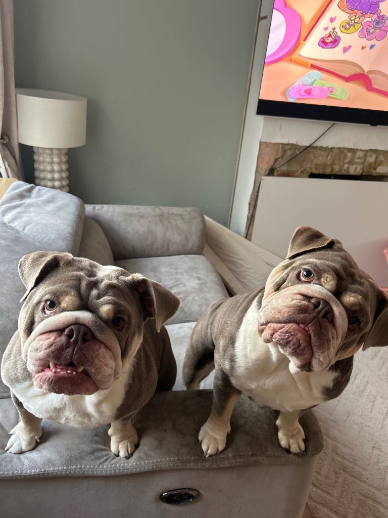 2 Female English Bulldogs 
