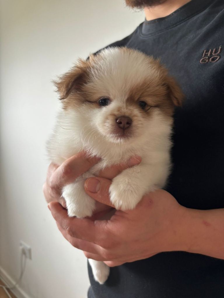 Pomeranian puppies 