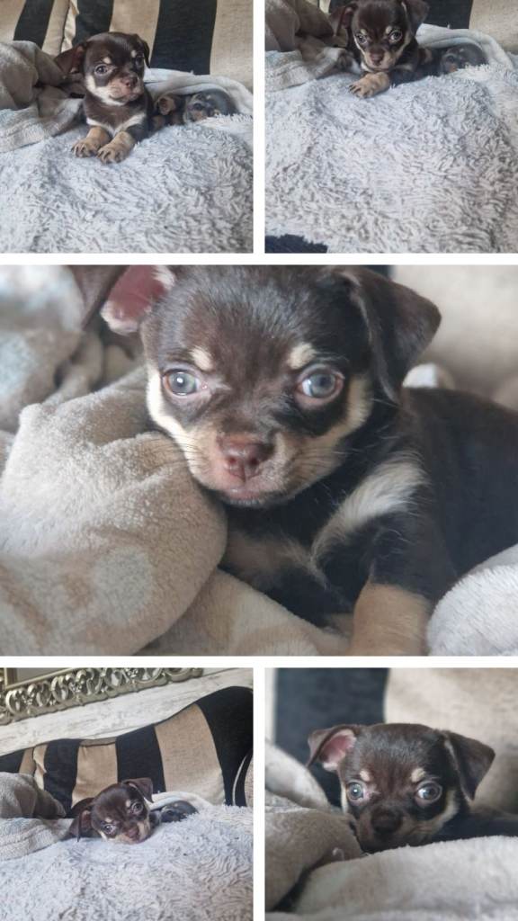 Chihuahua puppies