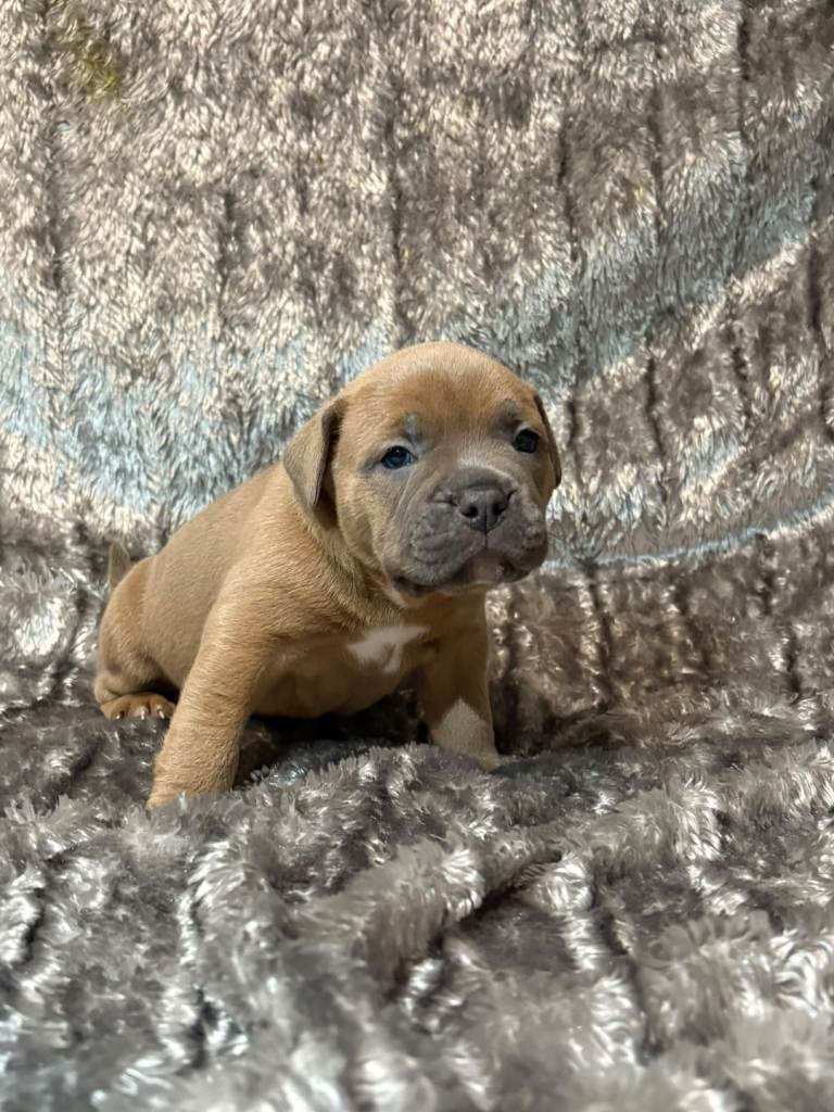 Staffy x classic bully pups!