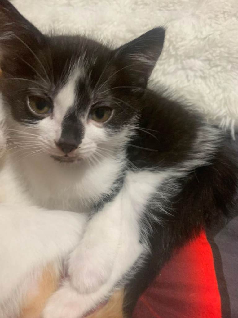 Turkish van mixed brittish shorthair kittenn