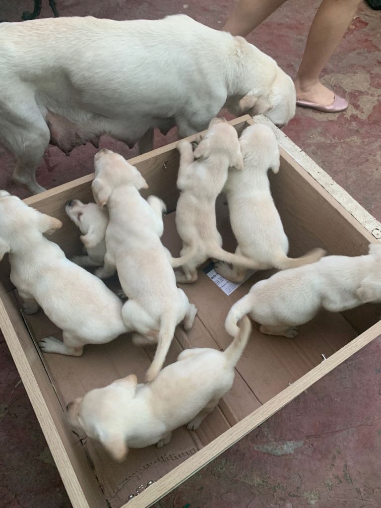 Newborn Labrador Puppies 