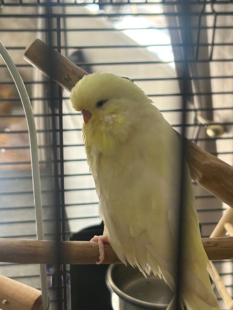 2 female budgies