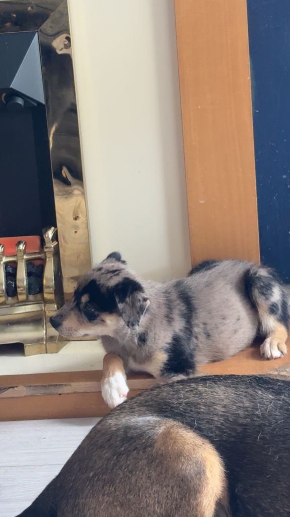 Staffy x husky 