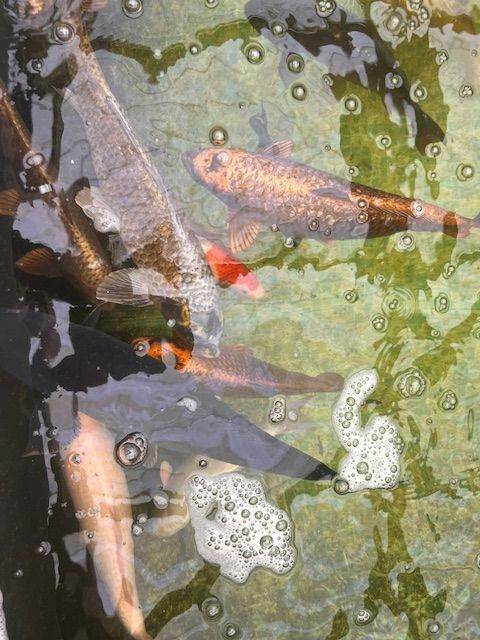 koi for sale Large