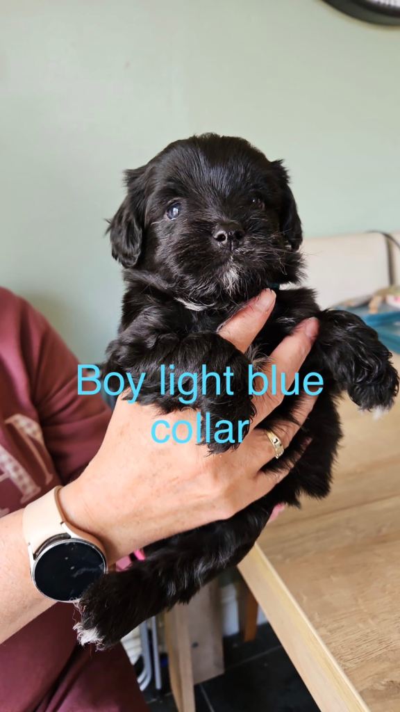Chug cross cockapoo🐶