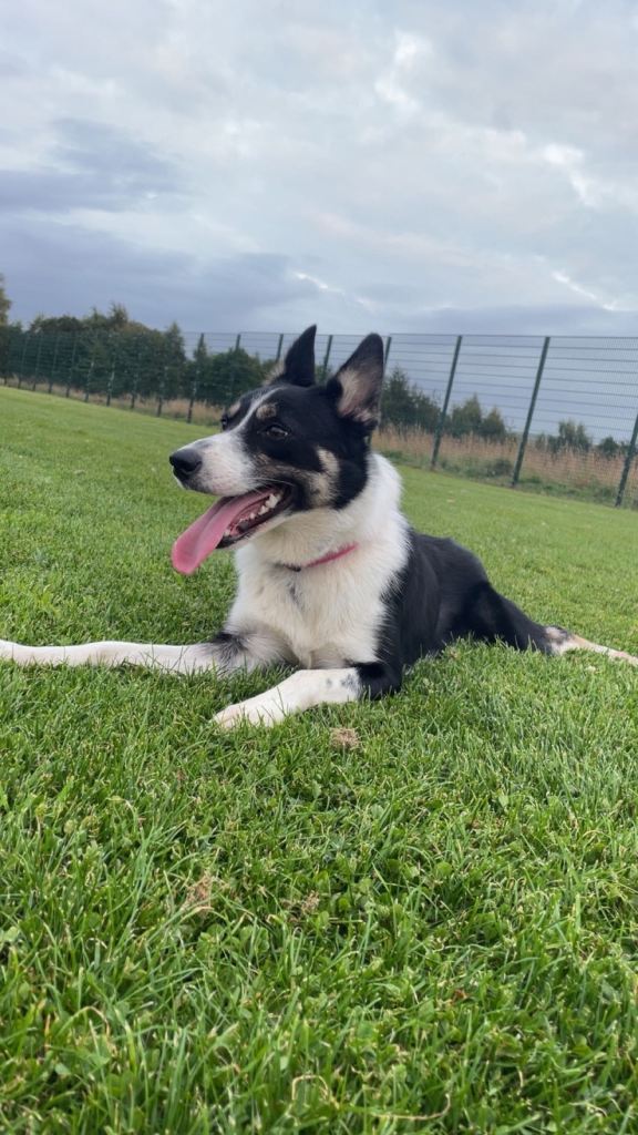 15 month border collie female