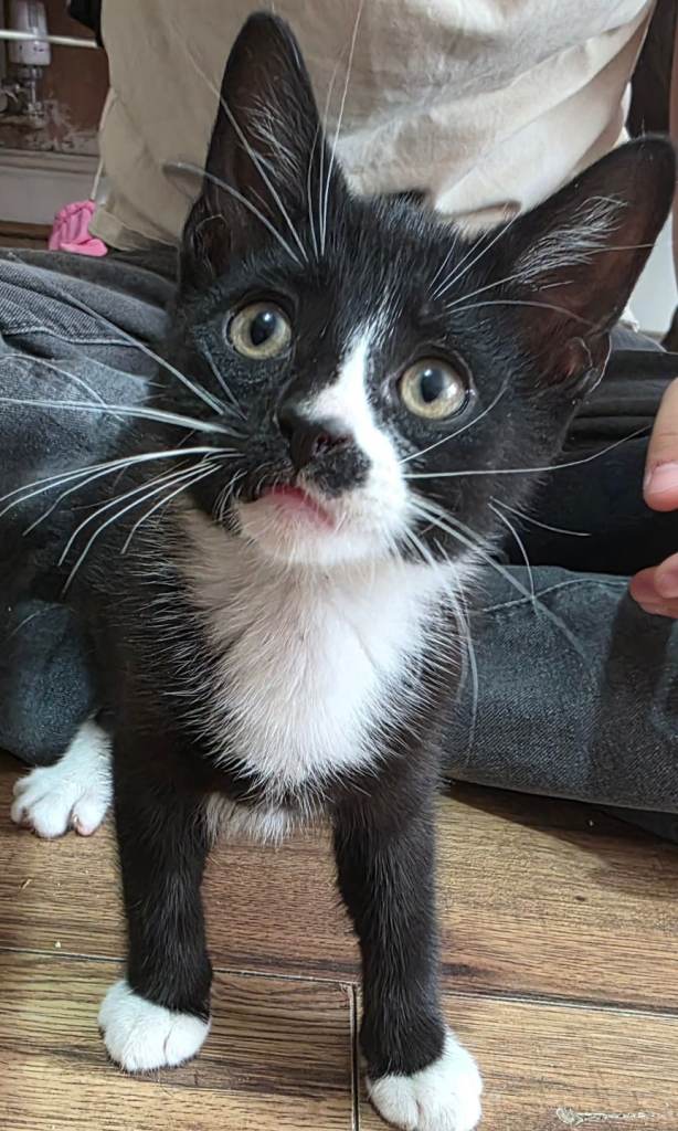 Kitten for sale