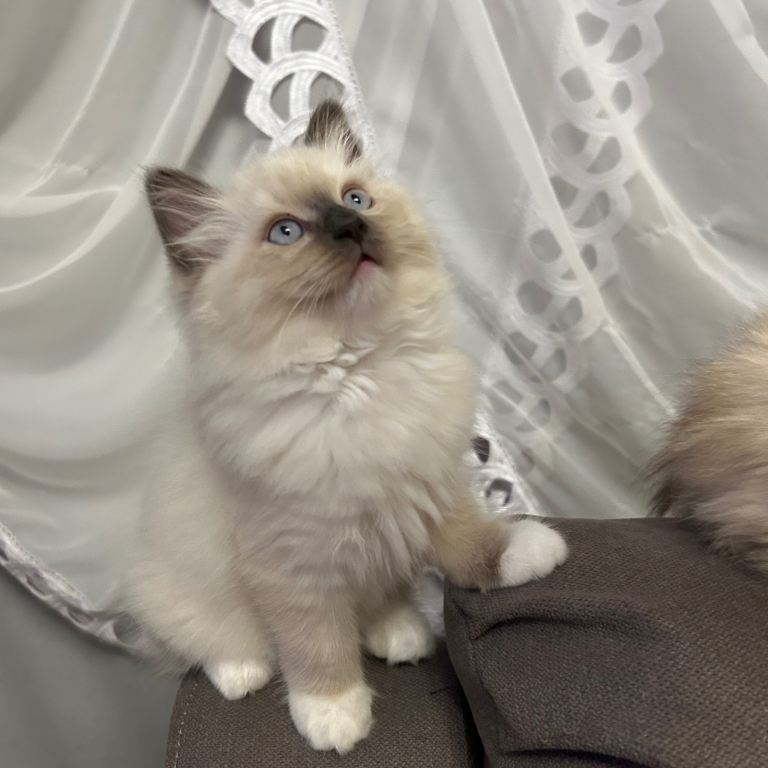 😻Beautiful Purebred Ragdoll Kittens 😻