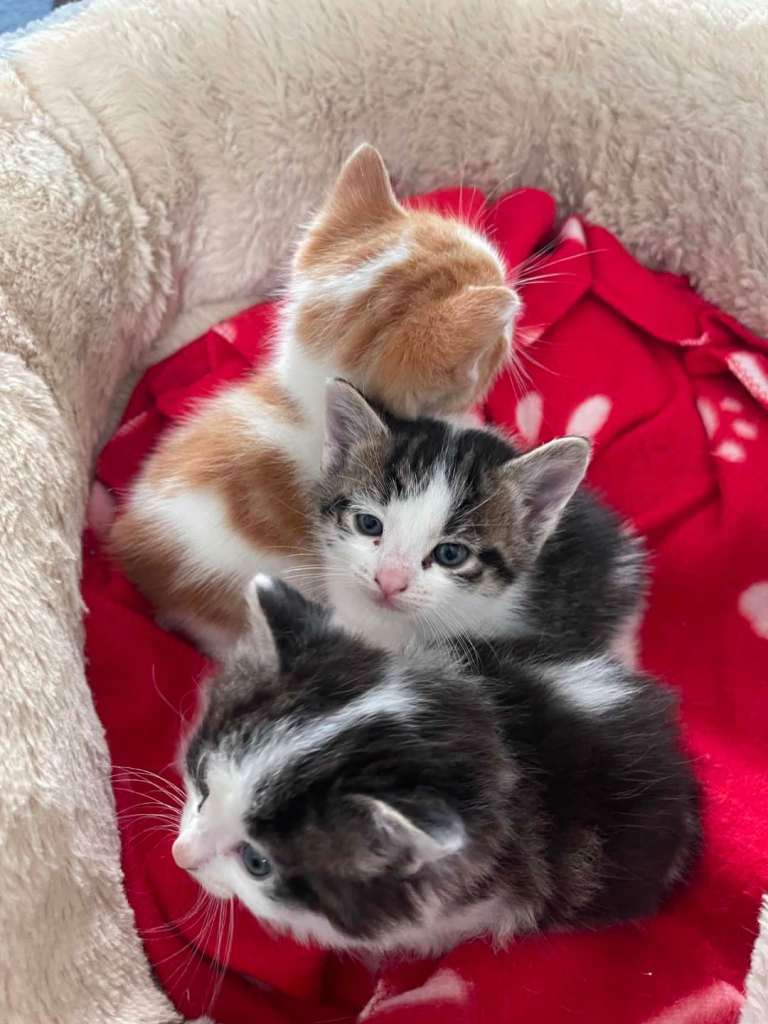 Kittens for sale