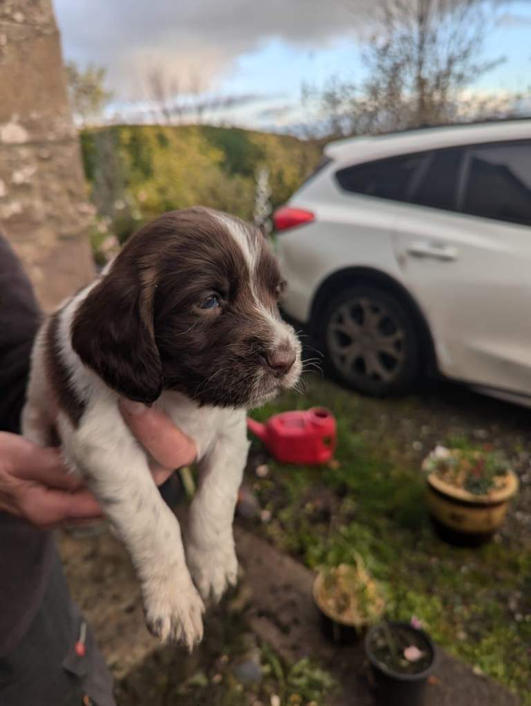 English Springer Spaniel Puppies 