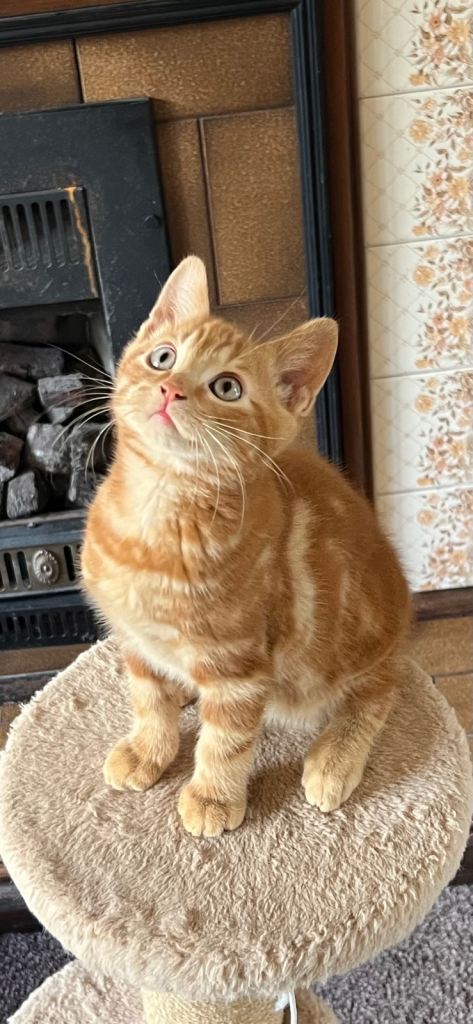 2 left mixed Bengal and British short hair kittens