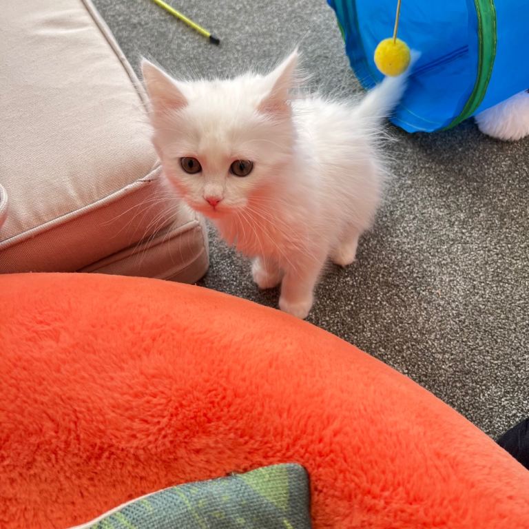 Beautiful female main coon kitten 