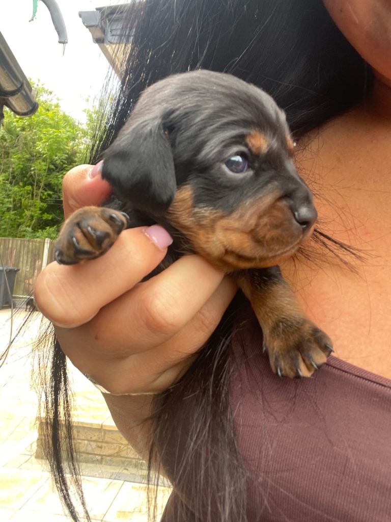 Gorgeous doxiepoo 