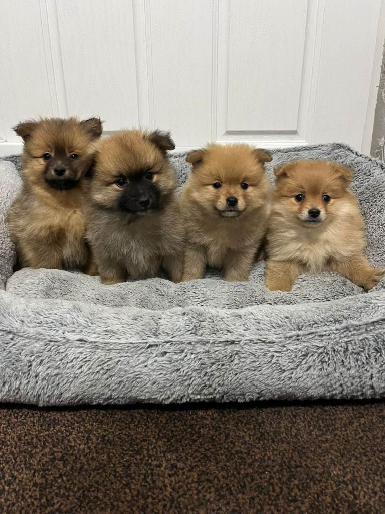 Pomeranian puppys 