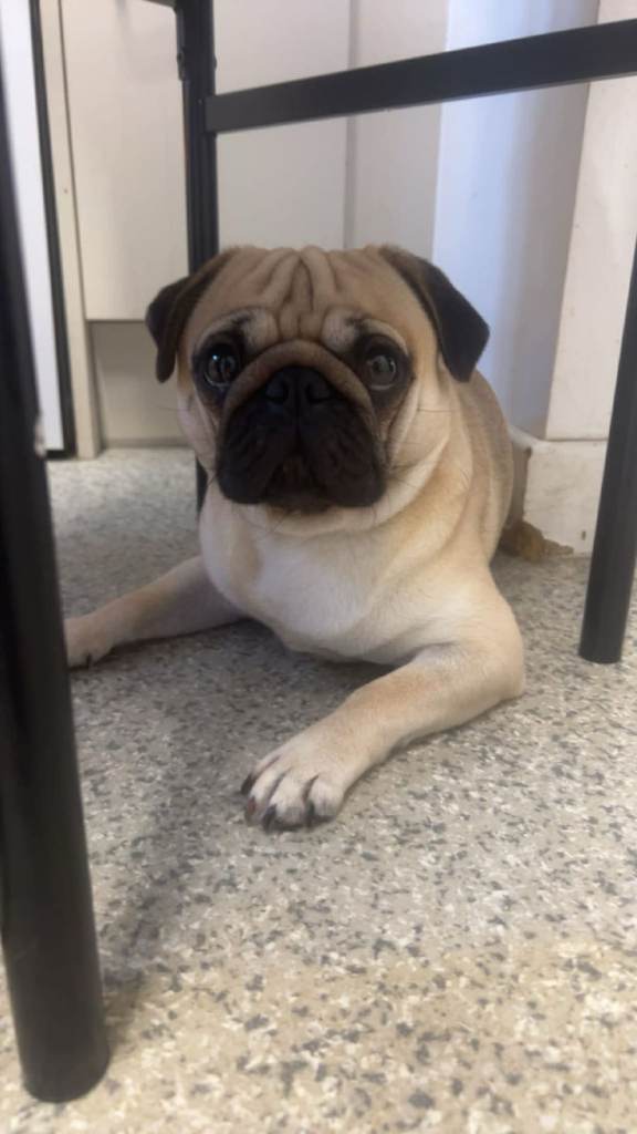 Male pug
